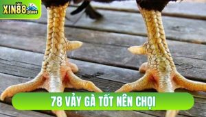 78 vảy gà tốt nên chọi