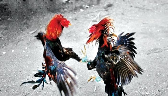 cách chọn gà chọi hay