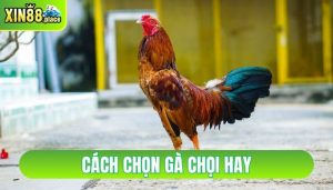 cách chọn gà chọi hay