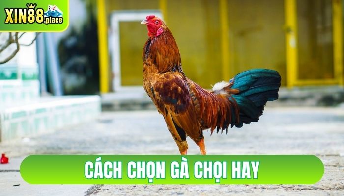 cách chọn gà chọi hay