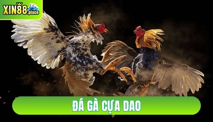đá gà cựa dao