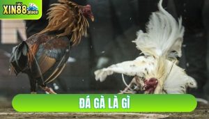 đá gà là gì