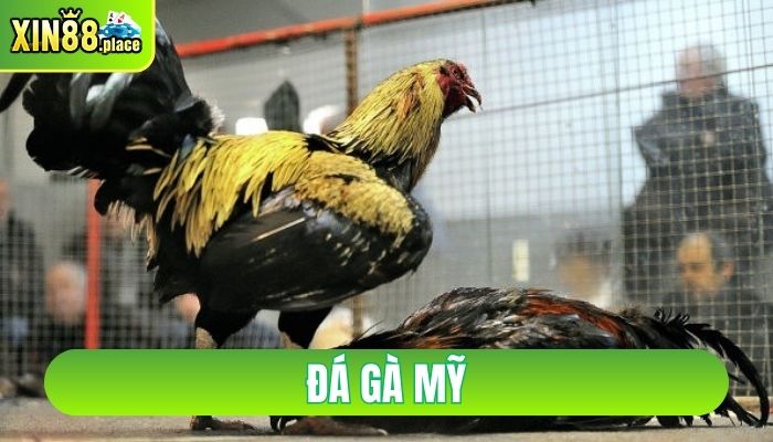 đá gà mỹ