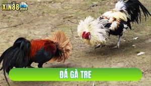 đá gà tre