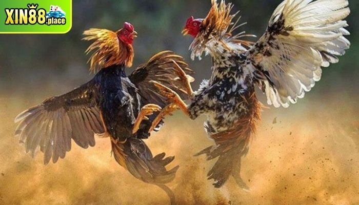 những trận gà chọi hay nhất