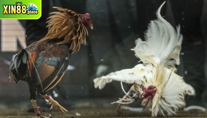 những trận gà chọi hay nhất