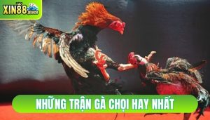 những trận gà chọi hay nhất
