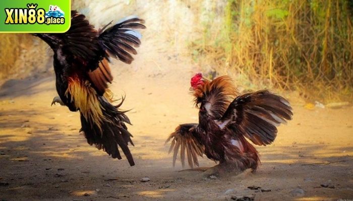 trận đá gà 24 tỷ
