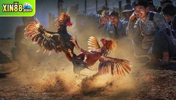 trận đá gà 24 tỷ