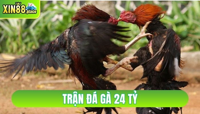 trận đá gà 24 tỷ