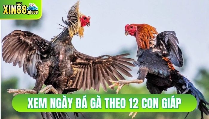 xem ngày đá gà theo 12 con giáp